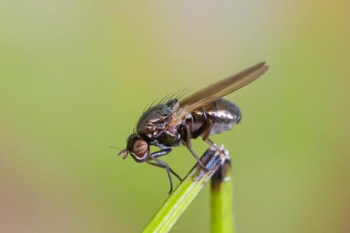 Réf. 274 589 : Calliopum sp.